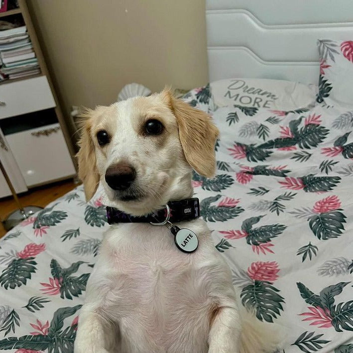 Lumi Yuvarlak Fosforlu | İsimlik