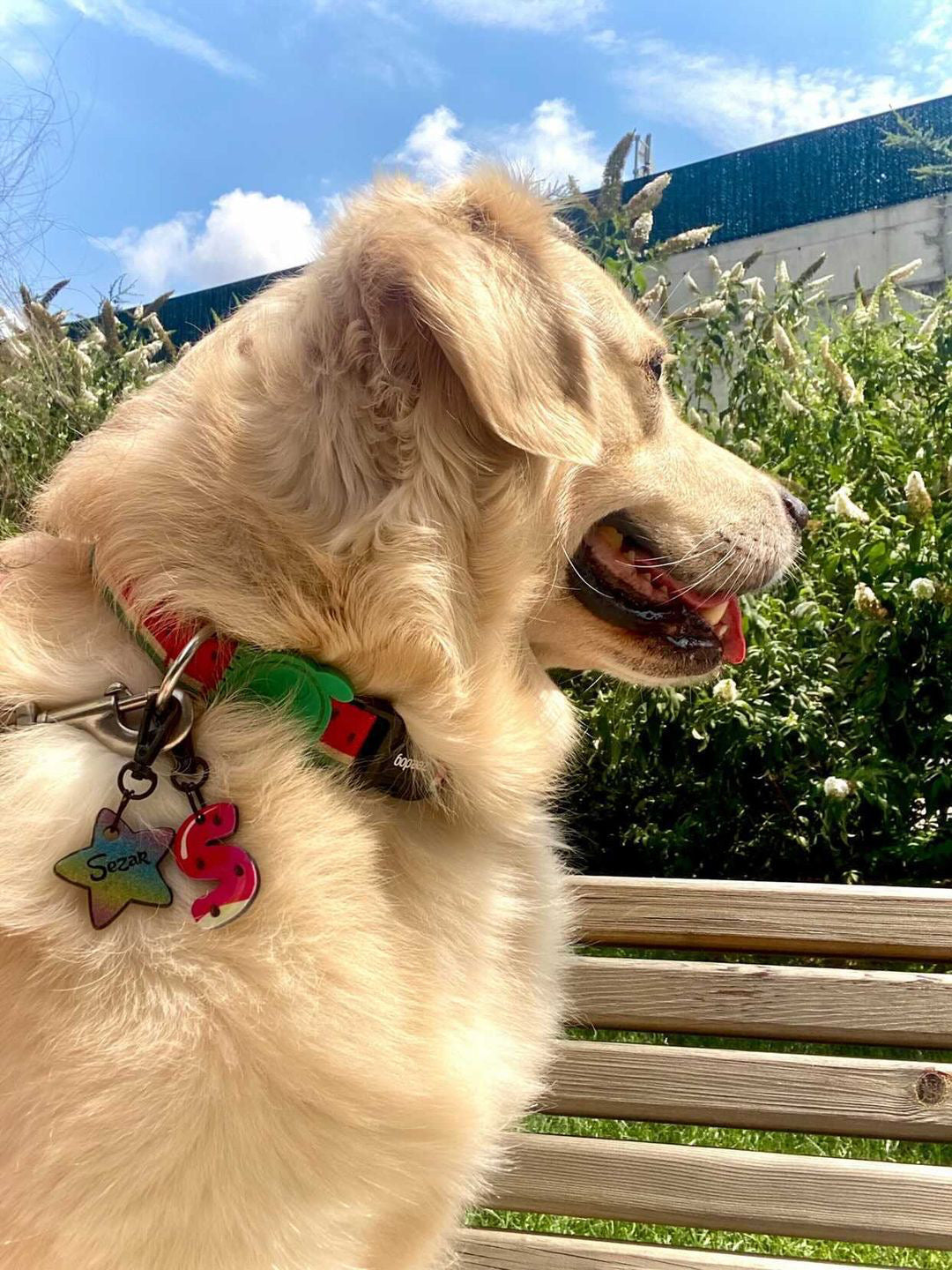 Karpuz Harf Künyeler | Kedi Köpek İsimlik