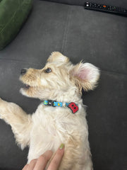 Pink Duck | Dog Collar