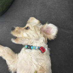 Kırmızı Neon Harf Künyeler | Tüm Harfler