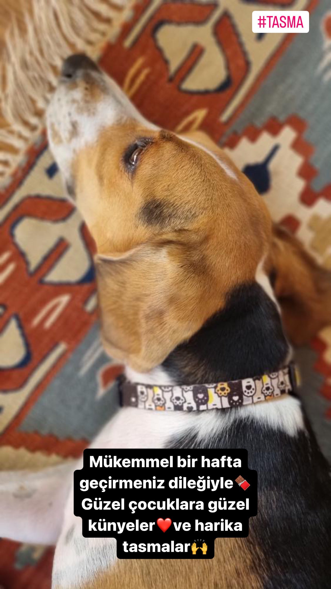 Pawty | Dog Collar
