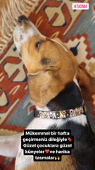 Pawty | Dog Collar
