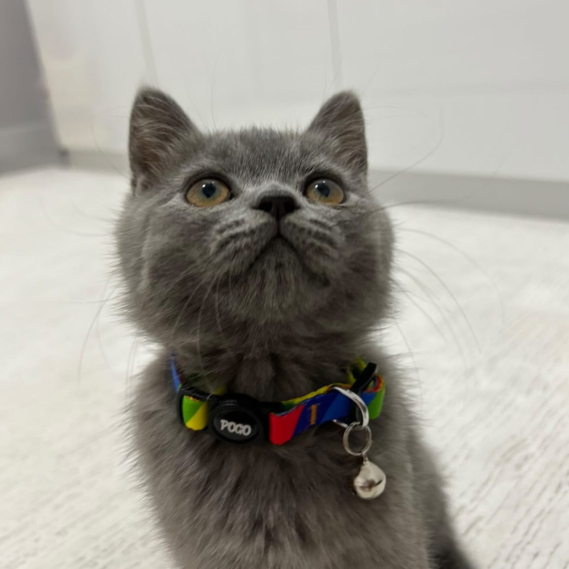 Rainbow | Cat Collar