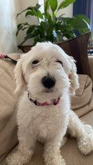 Pinky | Dog Collar