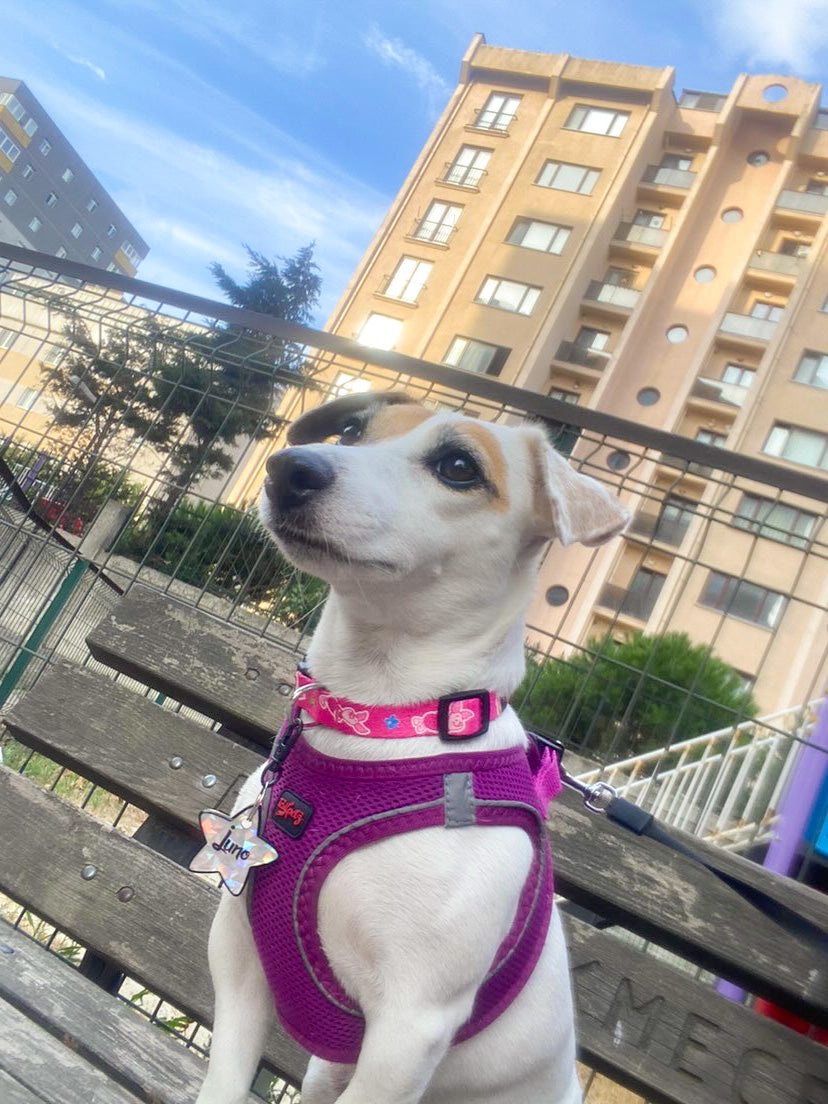 Piglet | Dog Collar