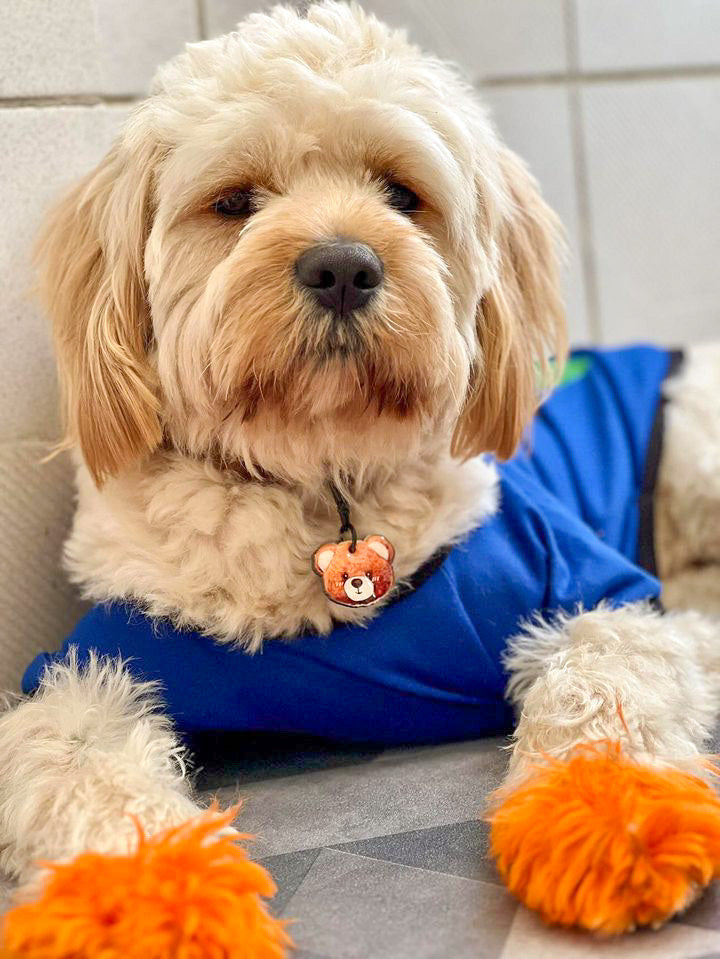 Erkek Ayıcık | İsimlik