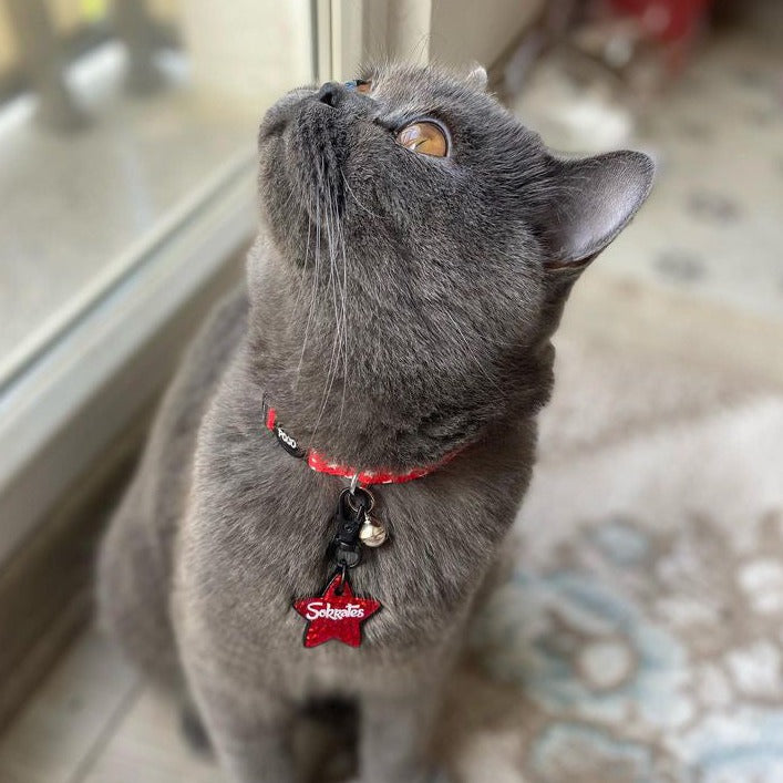 Twinkle | Cat Collar