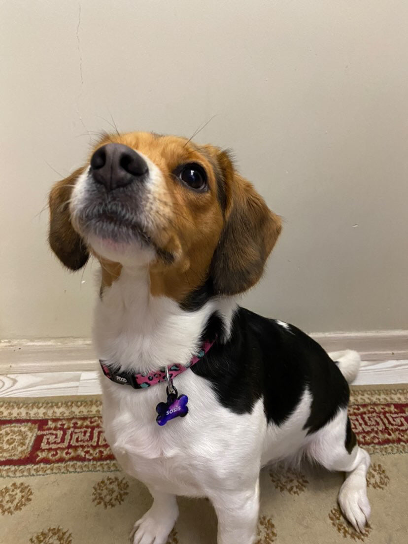 Pinky | Dog Collar
