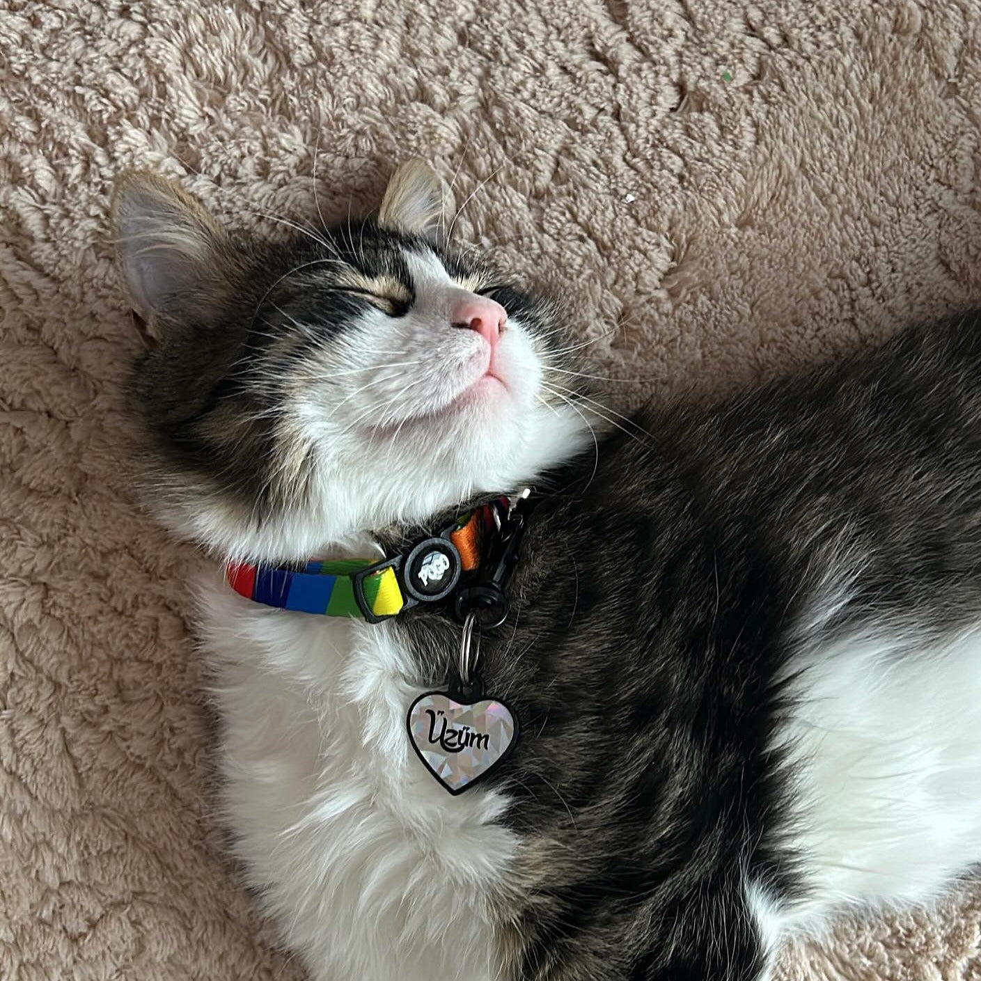 Rainbow | Cat Collar