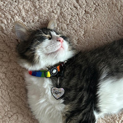 Rainbow | Cat Collar