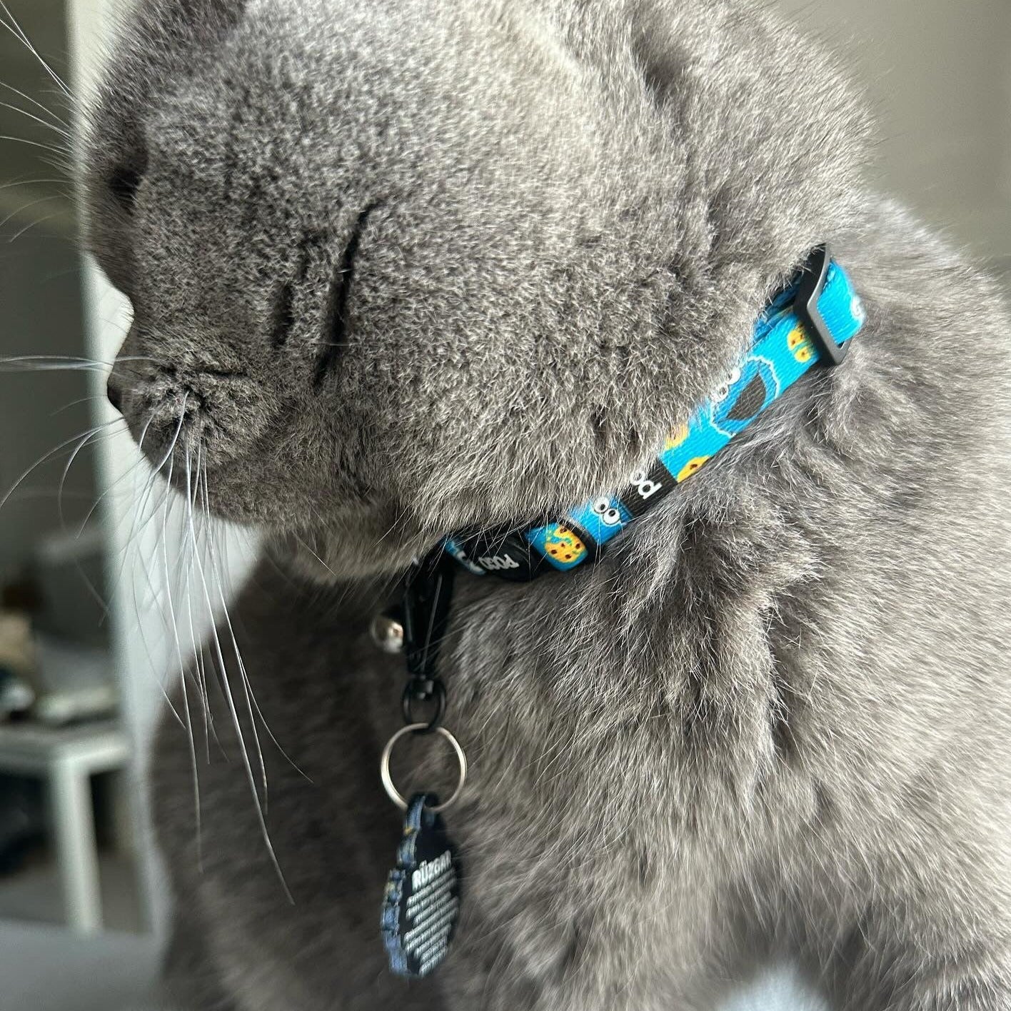 Cookie Monster | Kedi Tasması