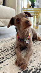 Peace and Love | Dog Collar