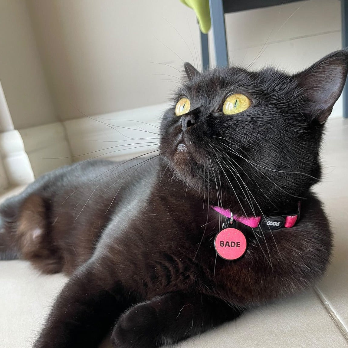 Fuschia | Kedi Tasması