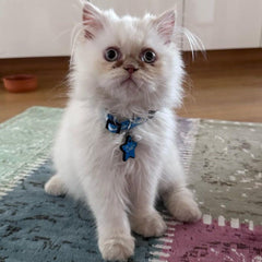 Mavi Neon Yıldız | İsimlik