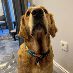 Winnie | Dog Collar