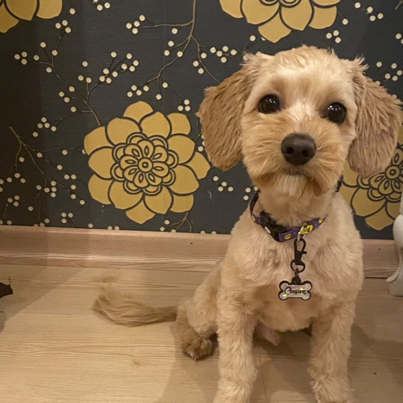 Chick | Dog Collar