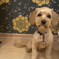 Chick | Dog Collar
