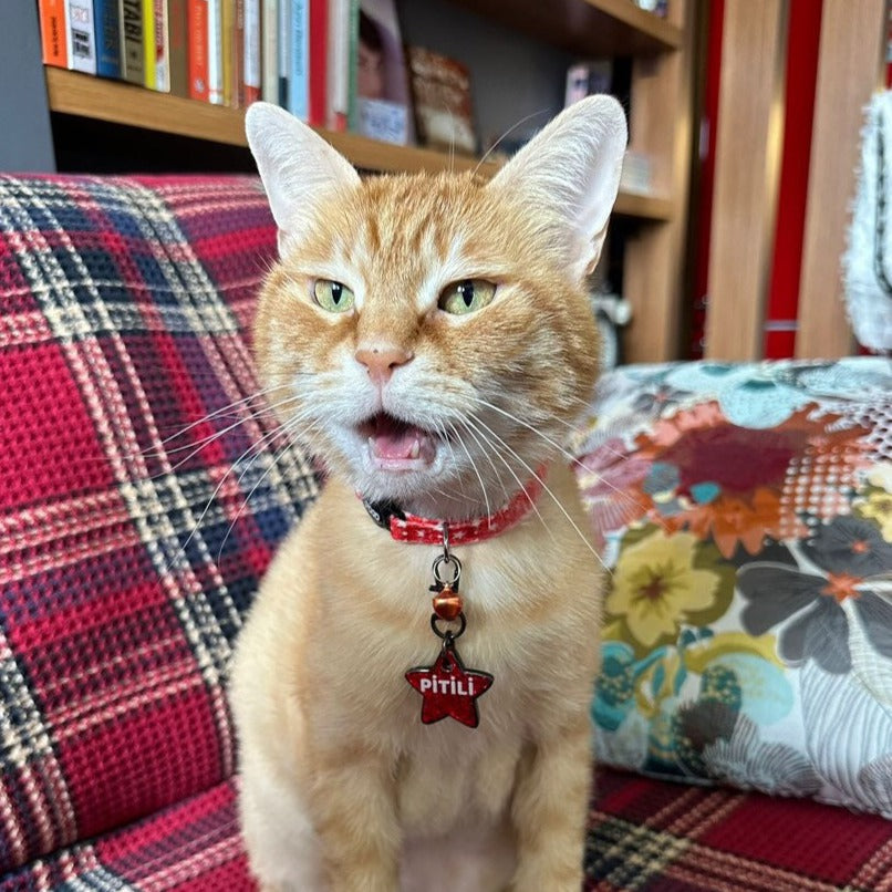 Twinkle | Cat Collar
