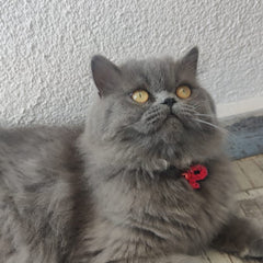 Kırmızı Hologram Harf Künyeler | Tüm Harfler