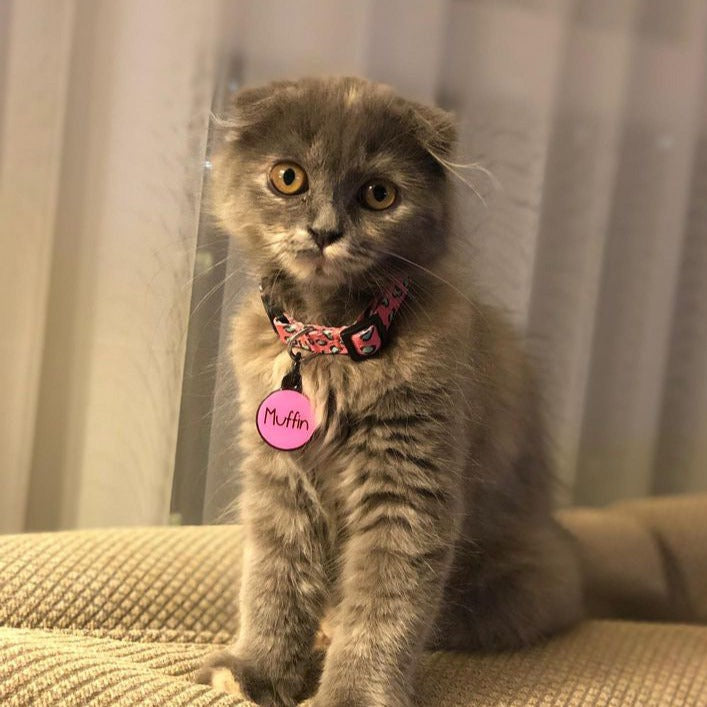 Pinky | Cat Collar