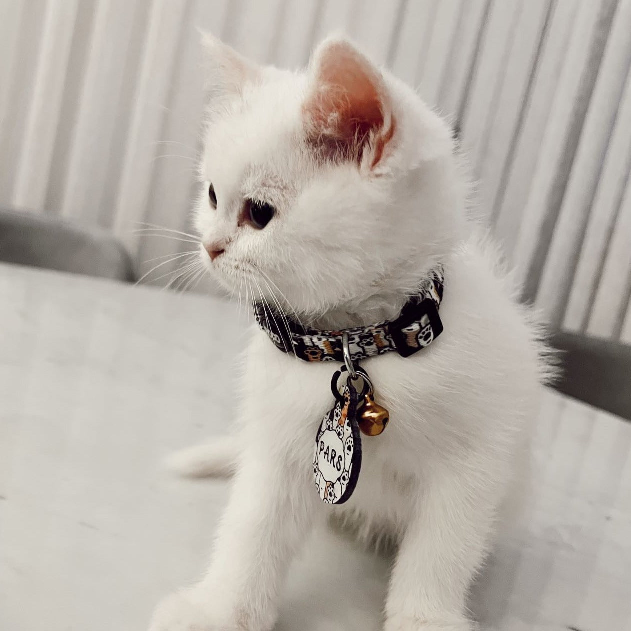 Pawty | Cat Collar