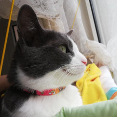 Unicorn | Cat Collar