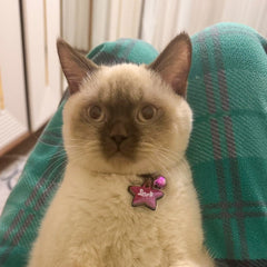 Fuşya Glitter Yıldız | İsimlik