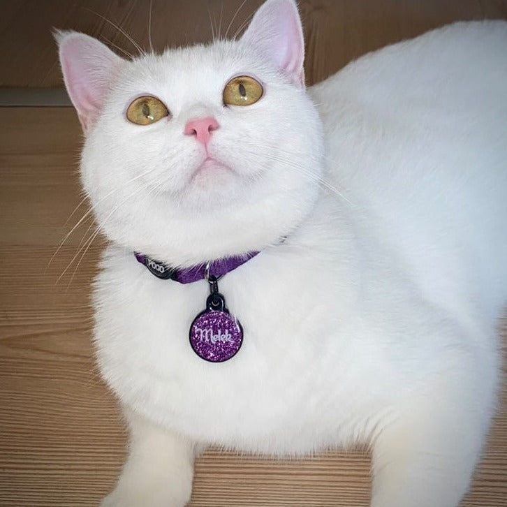 Purple | Cat Collar