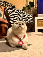 Kırmızı Yıldız Desenli Kalp