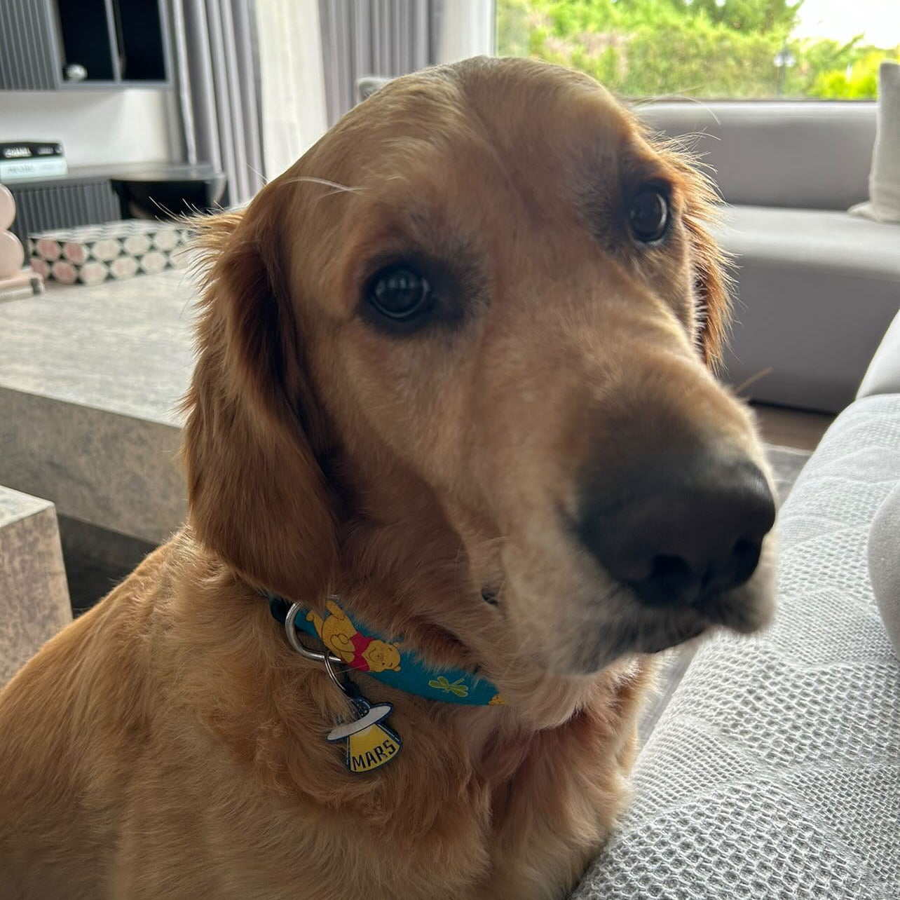 Winnie | Dog Collar