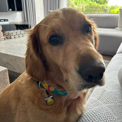 Winnie | Dog Collar