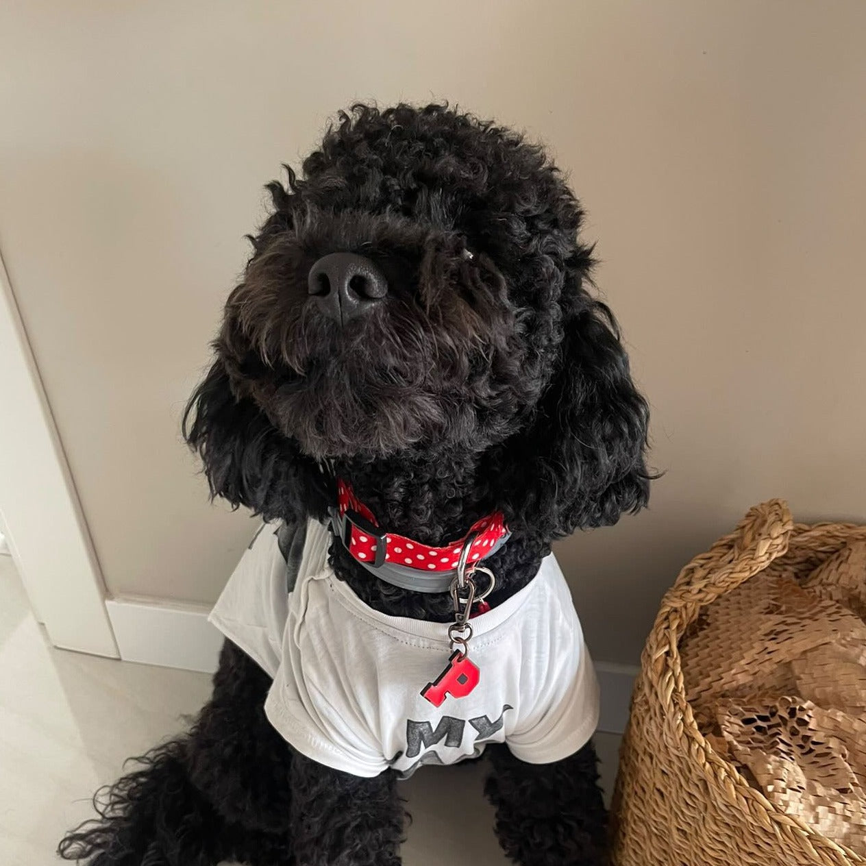 Kırmızı Neon Harf Künyeler | Tüm Harfler