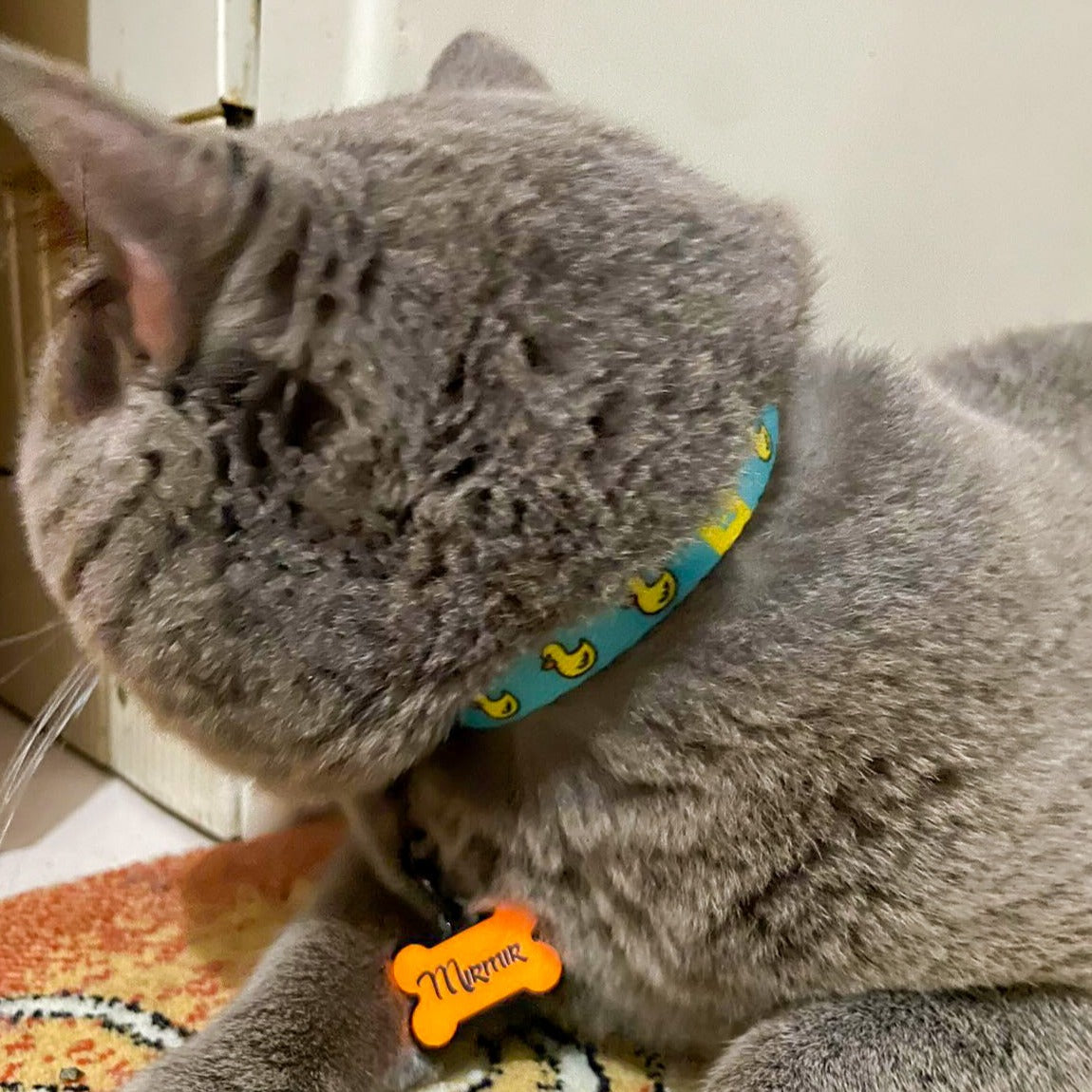 Blue Duck | Kedi Tasması