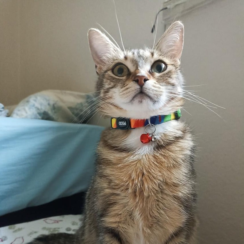 Rainbow | Cat Collar