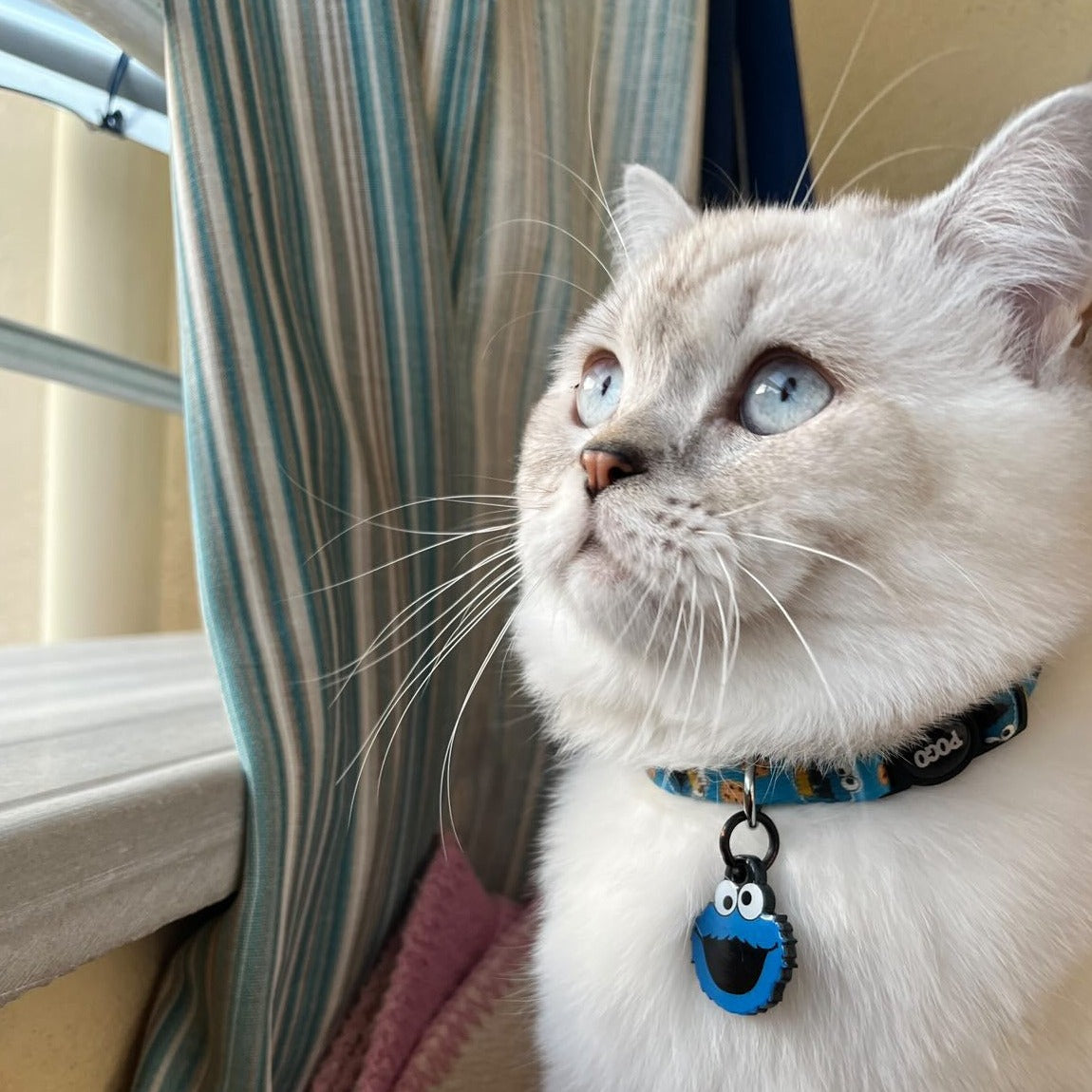 Cookie Monster | Kedi Tasması