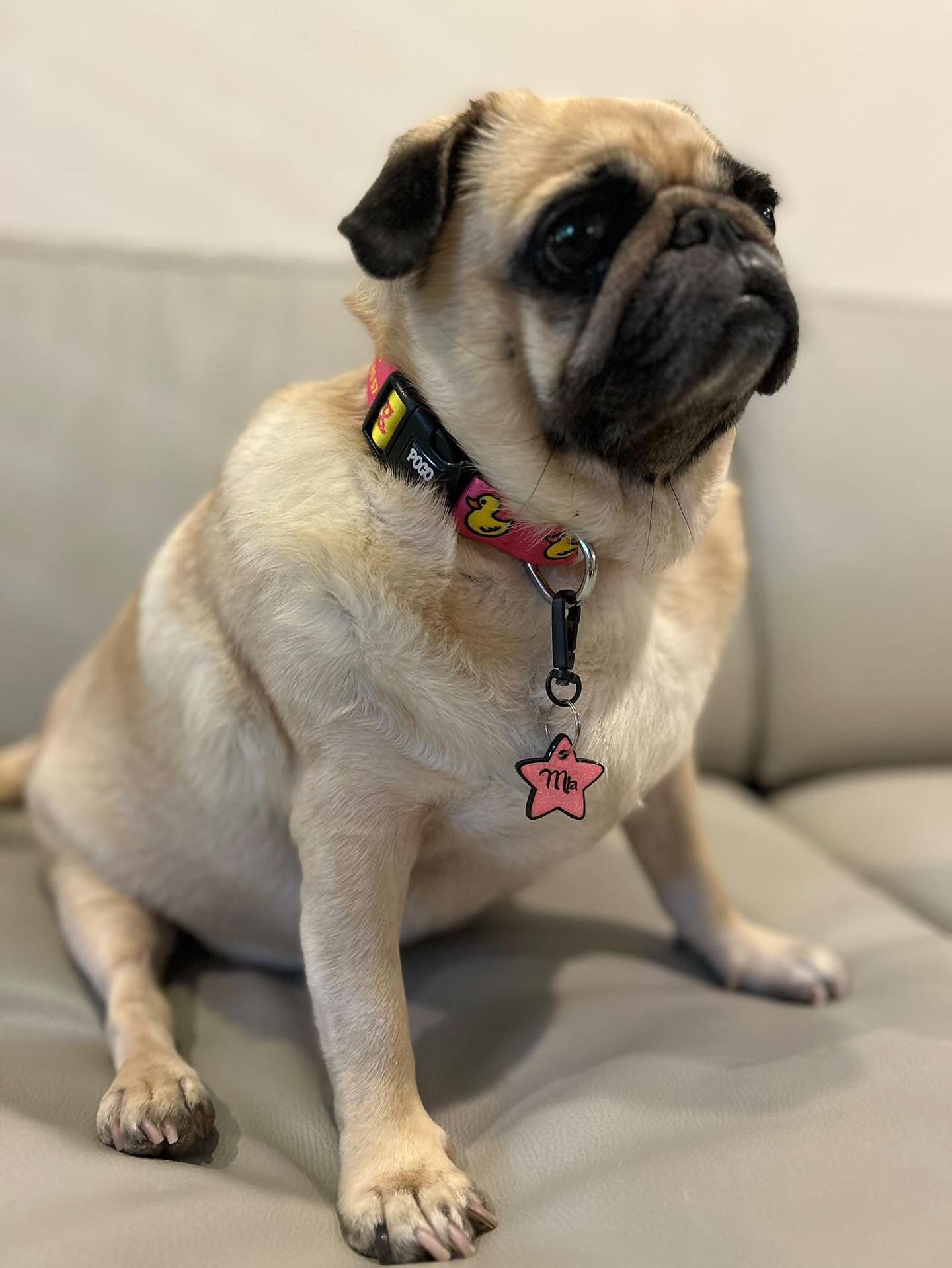 Pink Duck | Dog Collar