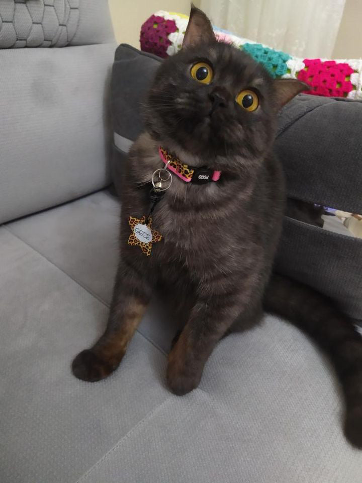 Leopard Yıldız | Kedi Köpek İsimlik