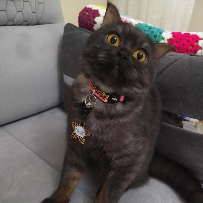 Leopard | Kedi Tasması