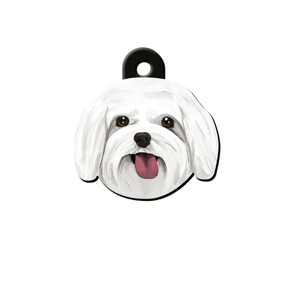 Maltese Terrier Köpek Cinsleri TagsForever