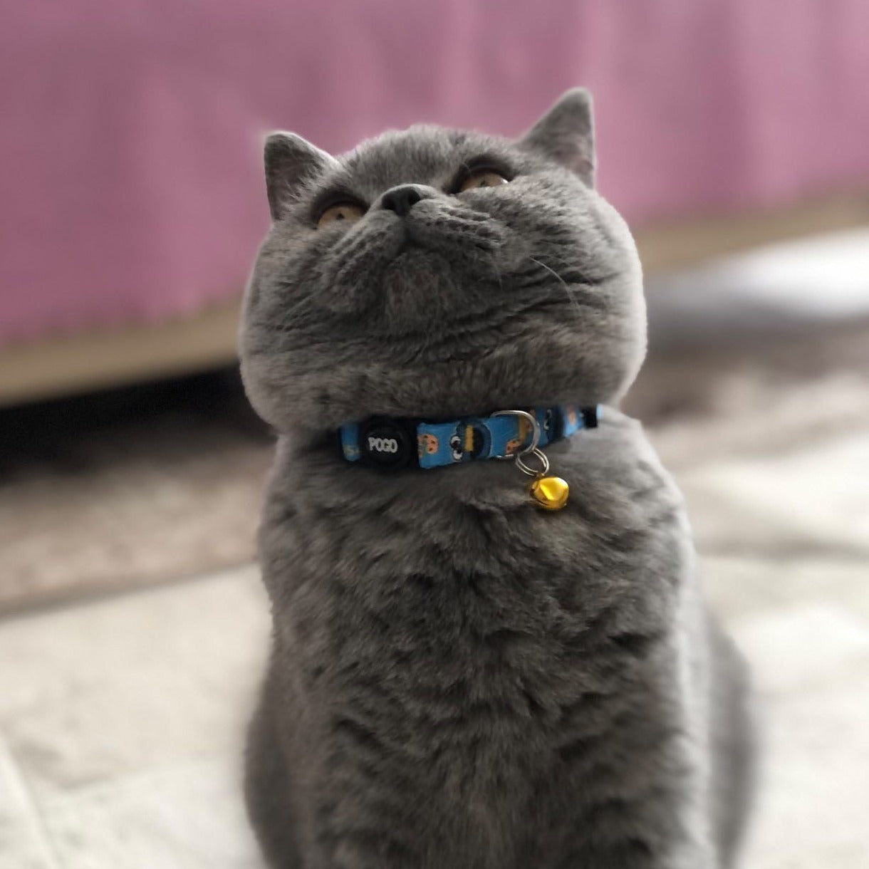 Cookie Monster | Kedi Tasması