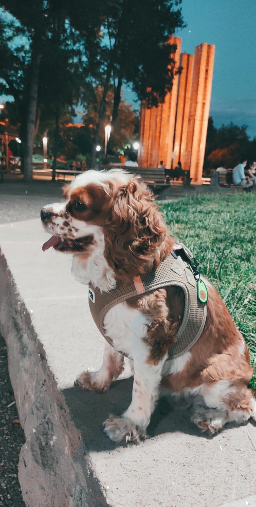 Avokado | Kedi Köpek İsimlik