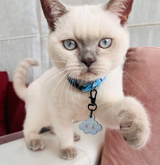 Bulut | Kedi ve Köpek İsimlik