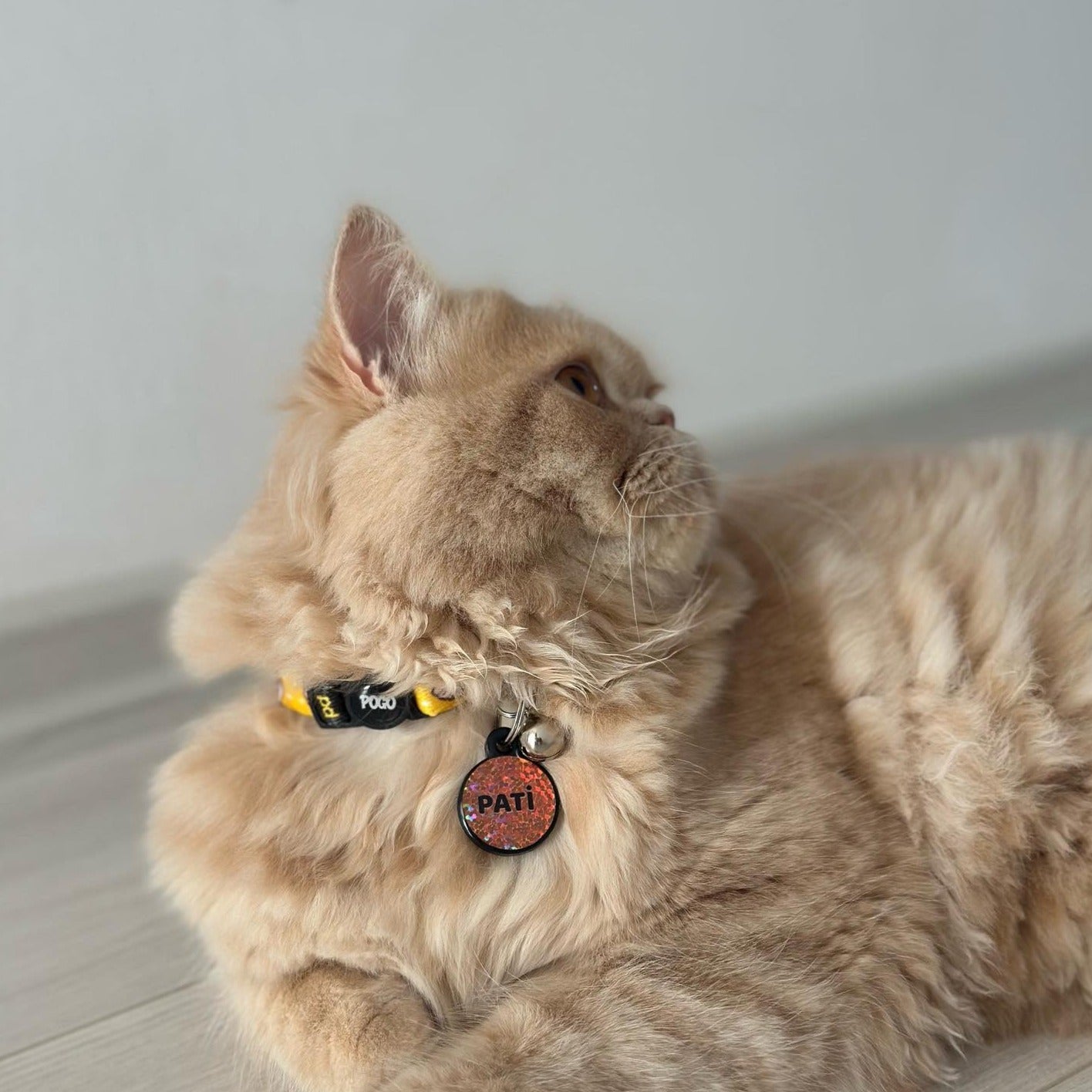 Sushi | Cat Collar