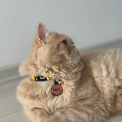 Sushi | Cat Collar