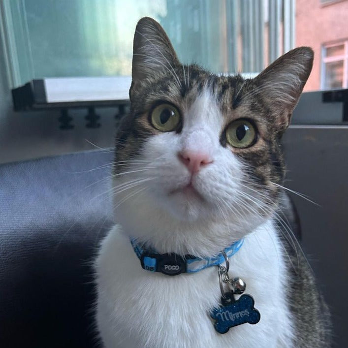 Cloud | Kedi Tasması