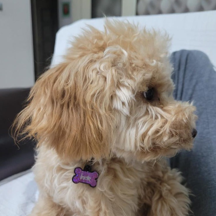 Mor Hologram Kemik | İsimlik