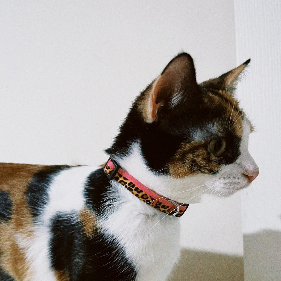 Leopard | Kedi Tasması