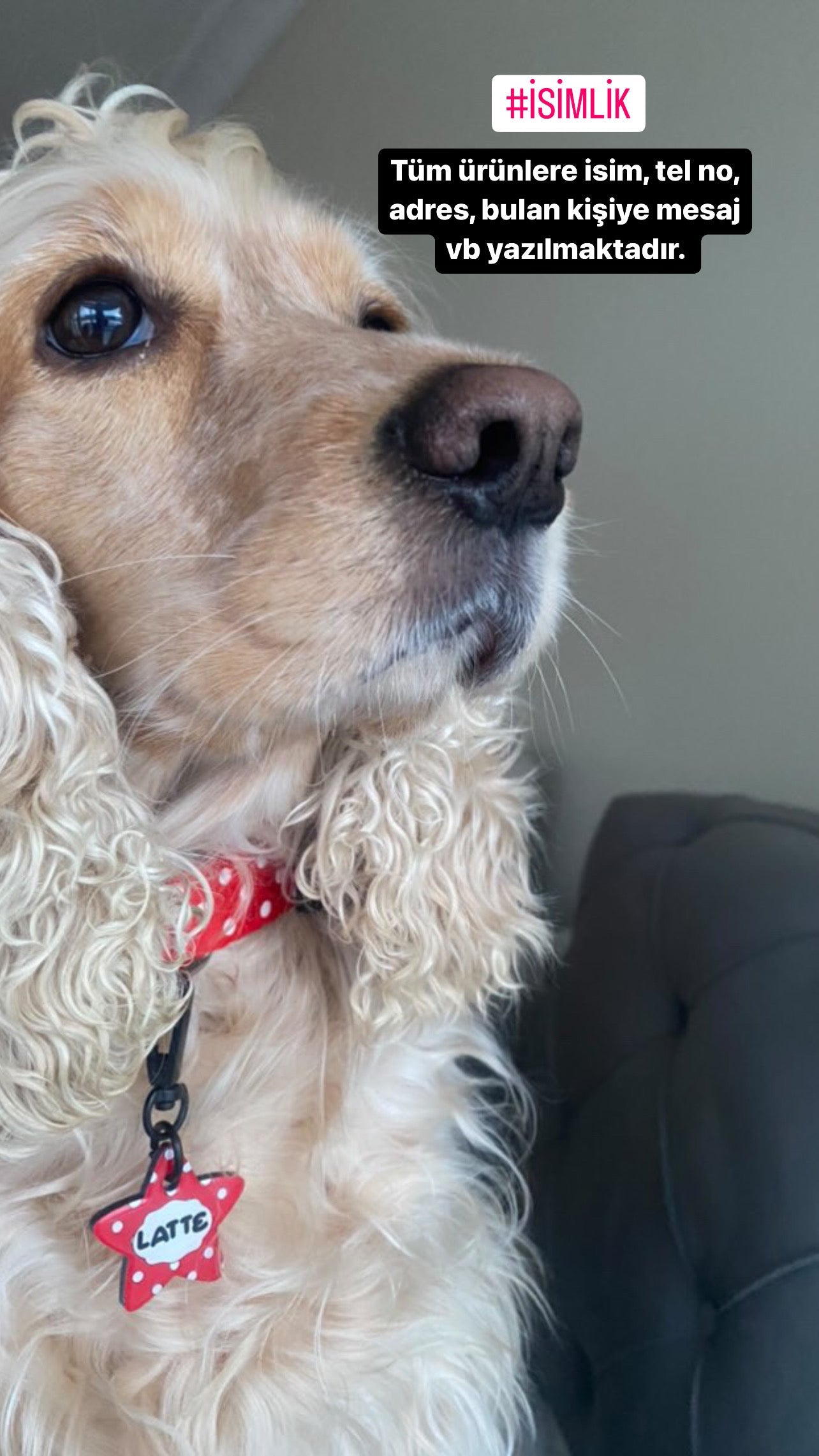 Kırmızı Puantiye Desenli Yıldız | Kedi Köpek İsimlik