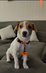 Orange | Dog Collar