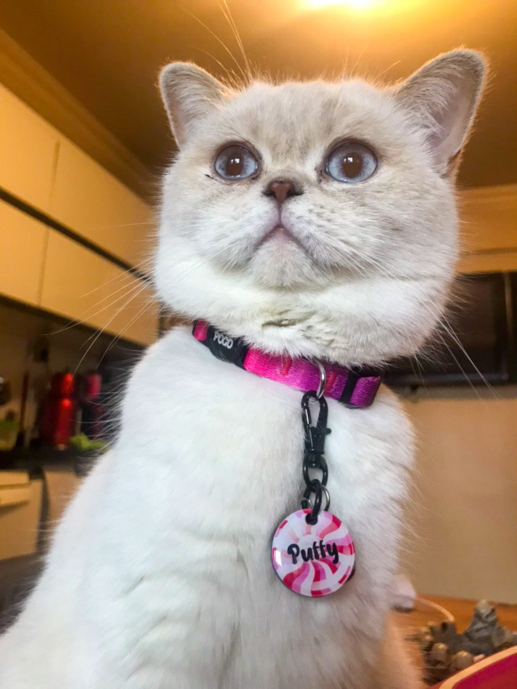 Lolipop 4 | Kedi Köpek İsimlik